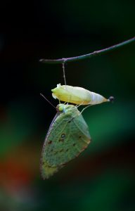 biodiversity-loss