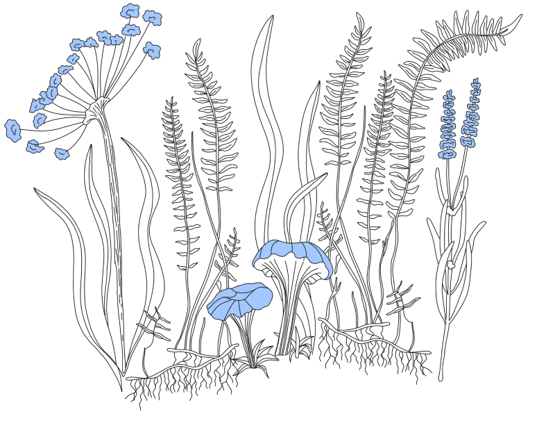 dulra for nature based solutions